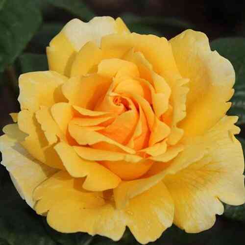 Саджанці троянд Мікеланджело (привитий) - 2-річний Чернівці