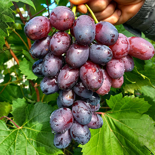 Саженцы винограда Алвика (черенкованный) - 1-летний Черновцы - изображение 1