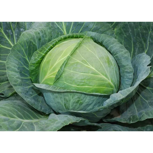 Капуста білоголова Білосніжка 1гр Смачний Житомир - фото 1