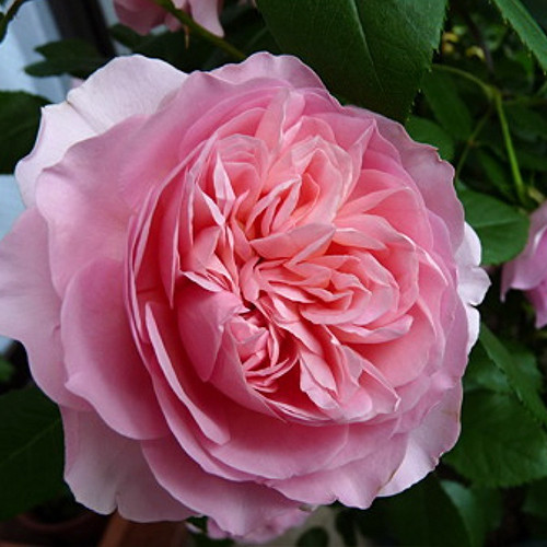 Саженцы роз Соня Рикель (привитый) - 2-летний Черновцы - изображение 1