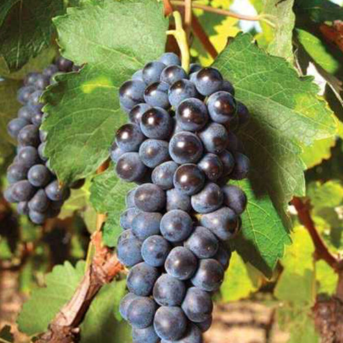 Cаджанці винограду Східний (черенкований) - 2-річний Чернівці - фото 1