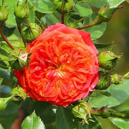 Саджанці троянд Роуз Кармен (привитий) - 2-річний Чернівці - фото 1