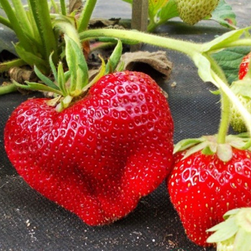 Саджанці полуниці Чамора Турусі (10 штук) - 1-річний Чернівці - фото 1