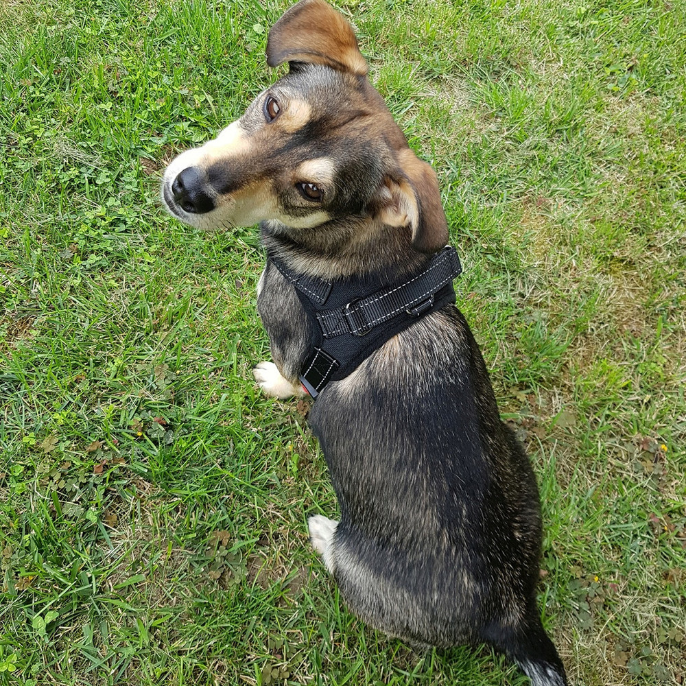 Шлейка без давления с ручкой для средних пород собак 