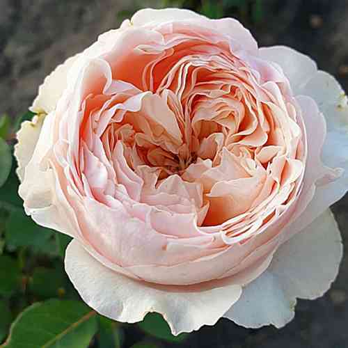 Саженцы роз Викториан Дрим (привитый) - 2-летний Черновцы