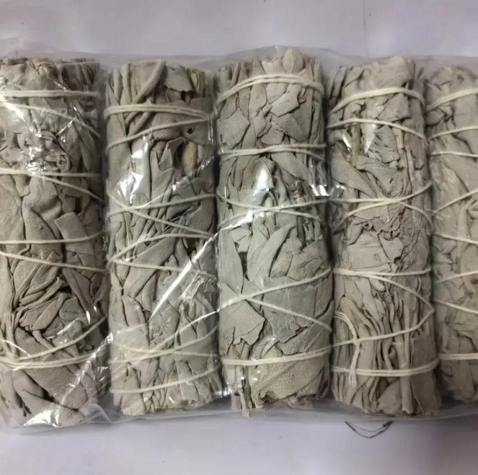 Калифорнийский белоснежный шалфей для окуривания (White Sage) пучок 10 см. Киев - изображение 5