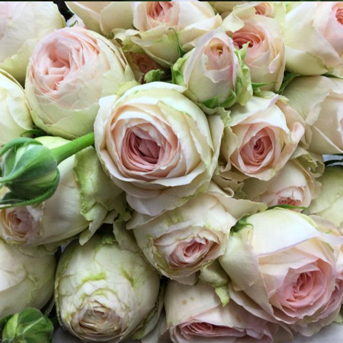 Саджанці троянд Порселейн Лейс (привитий) - 2-річний Чернівці - фото 1