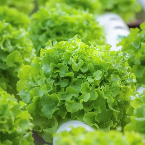 Салат Грін Боул дуболистний зелений 0,3гр Професійне насіння Житомир - изображение 3