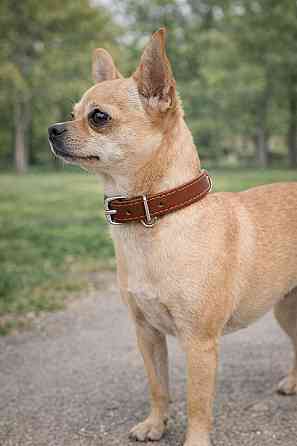 Ошейник CoLLaR одинарный (ширина 10мм, длина 22-30см) коричневый Киев