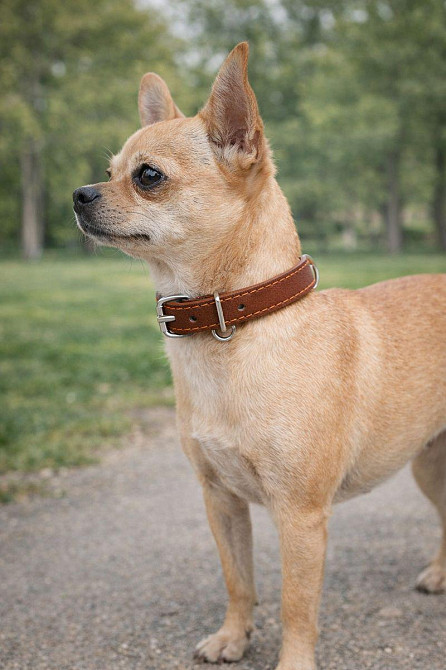 Ошейник CoLLaR одинарный (ширина 10мм, длина 22-30см) коричневый Киев - изображение 1