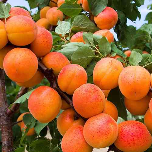 Саджанці абрикоса Кармен Топ (привитий) - 2-річний Чернівці