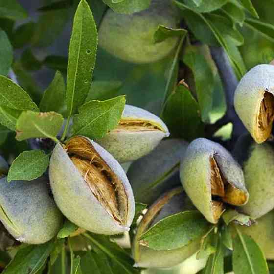 Саженцы миндаля Делон (привитый) - 2-летний Черновцы