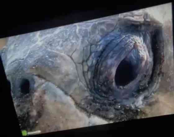 Проєктор, телевізор, екран Київ