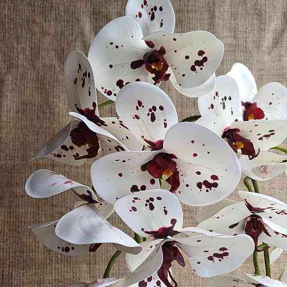 Штучна латексна орхідея VIP у пудровому керамічному кашпо на дві гілки біла в крапку Дніпро