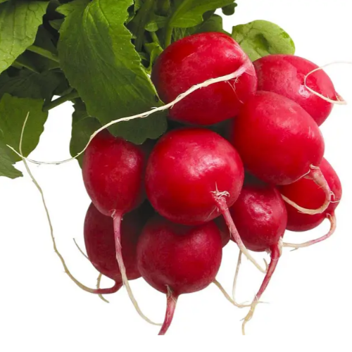 Редис Джоллі 10гр Професійне насіння Житомир