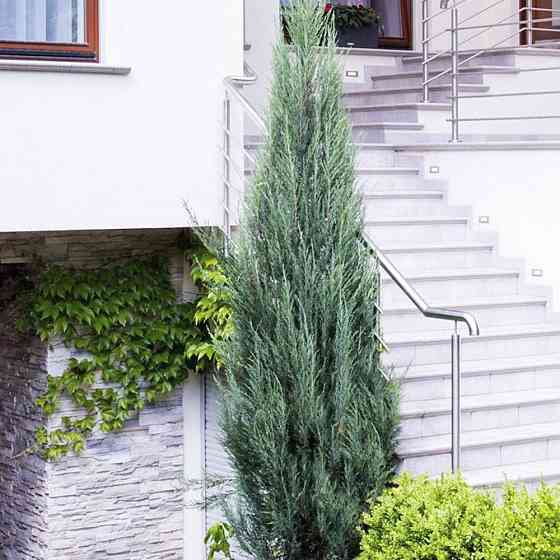 Саджанці ялівцю Блю Арроу Чернівці