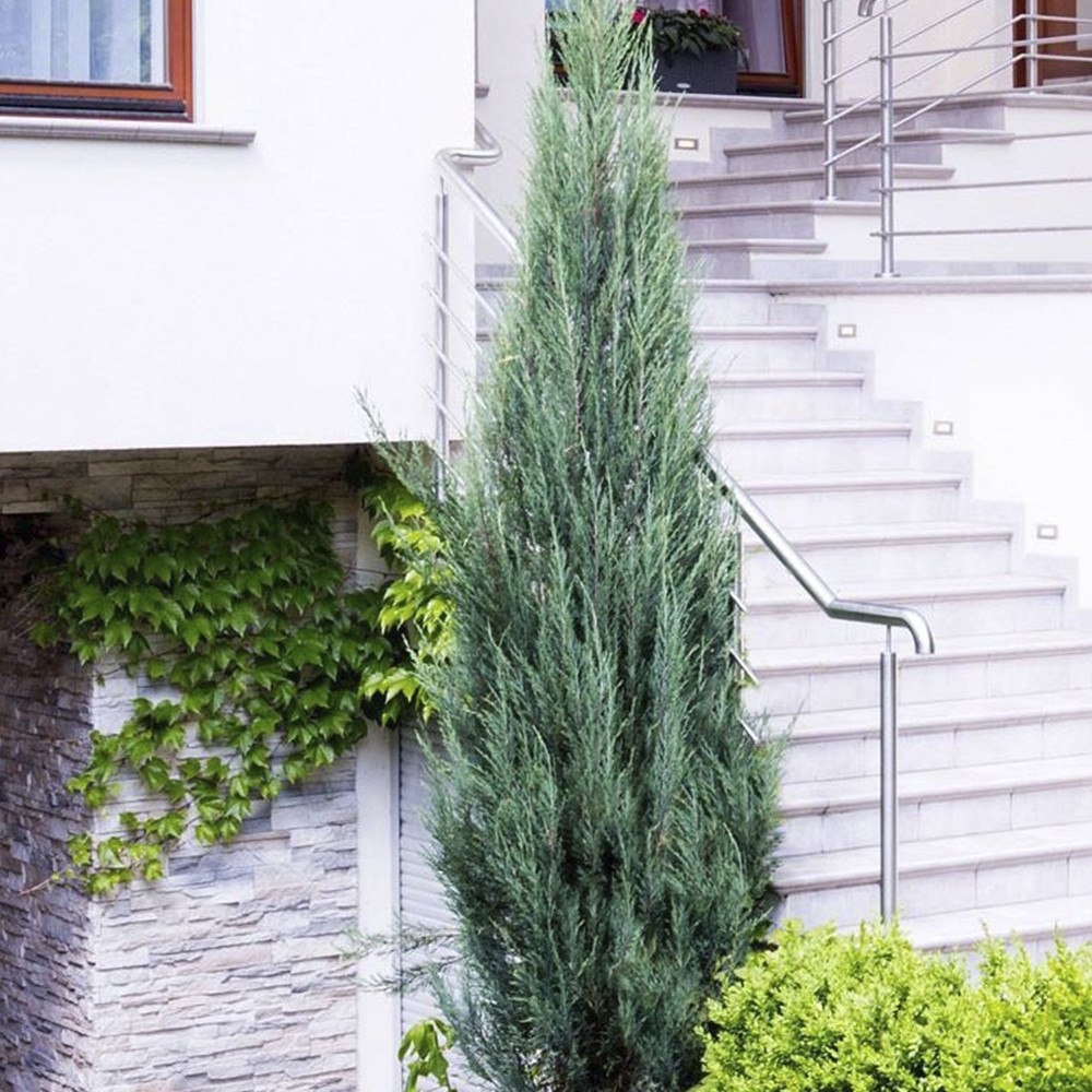 Саженцы можжевельника Блю Арроу Черновцы - изображение 3