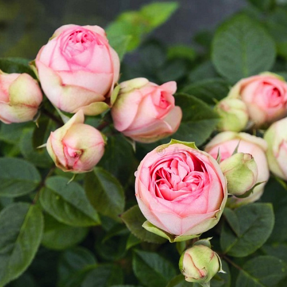 Саджанці англійських піоноподібних троянд Чармінг Піано (привитий) Чернівці - фото 1