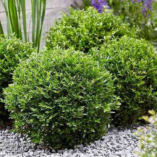 Саджанці жимолості Блискуча (черенкований) - 3-річний Чернівці