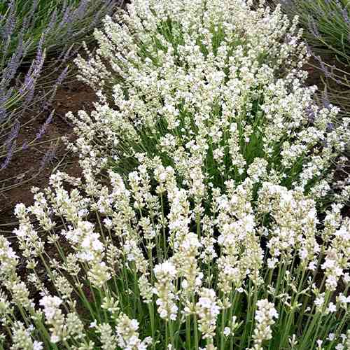 Саженцы лаванды Белая (черенкованный) - 2-летний Черновцы