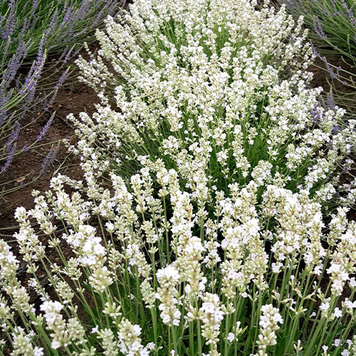 Саженцы лаванды Белая (черенкованный) - 2-летний Черновцы - изображение 1