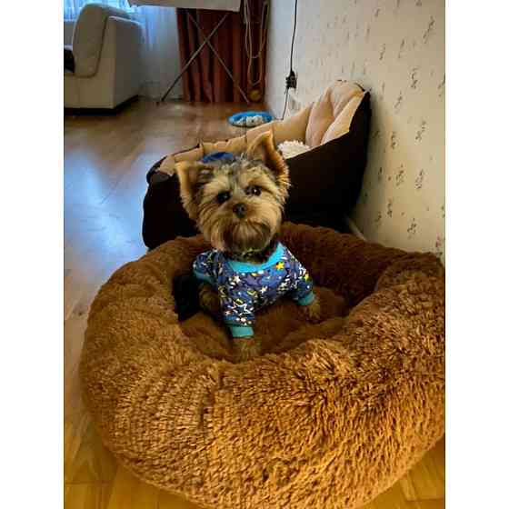 Лежанка для кошек и собак «Ворс» Киев