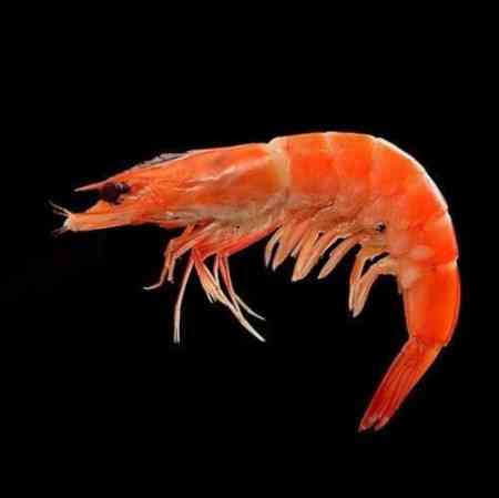 Молд силіконовий Креветка 52 на 77 мм сірий Київ