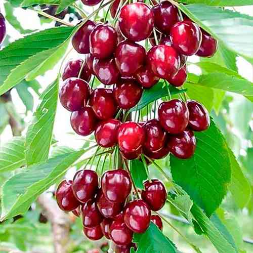 Саженцы колоновидной вишни Ашинский Гибрид (привитый) - 1-летний Черновцы