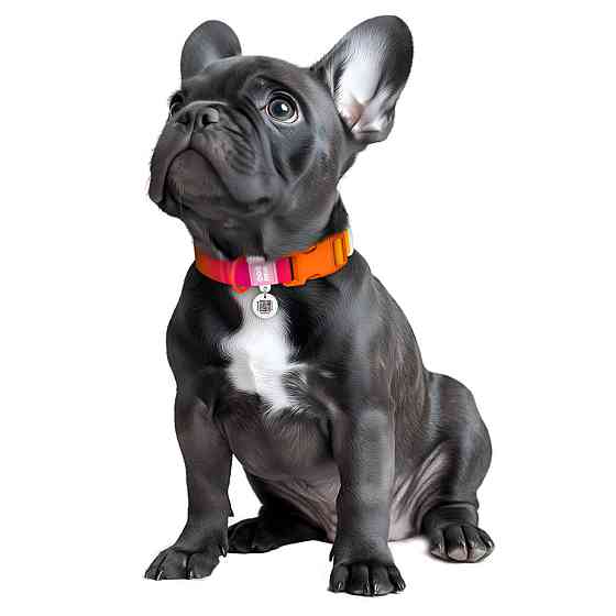 Нашийник для собак з нейлону WAUDOG Nylon Recycled з QR паспортом, градієнт, пластиковий фастекс, M, Ш 20 мм, Дов 28-40 см, помаранчевий Київ