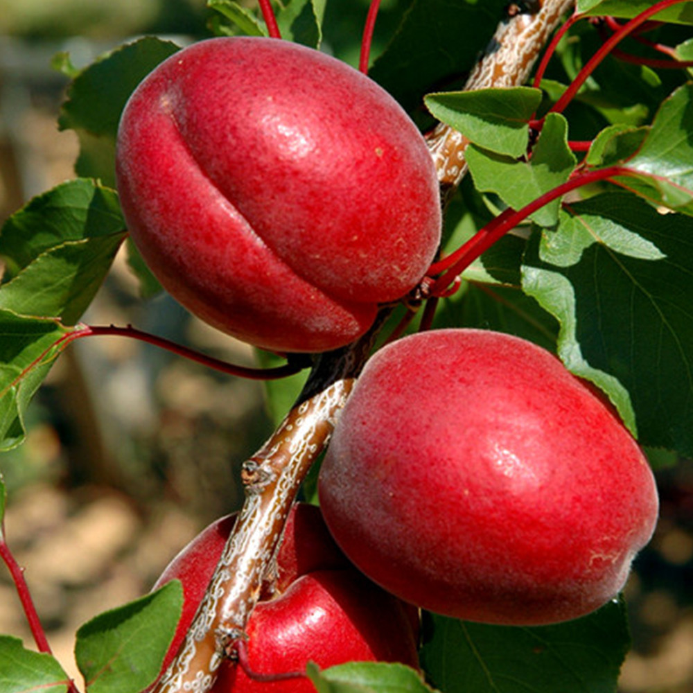 Саженцы абрикоса Рубиста (привитый) - 1-летний Черновцы - изображение 3