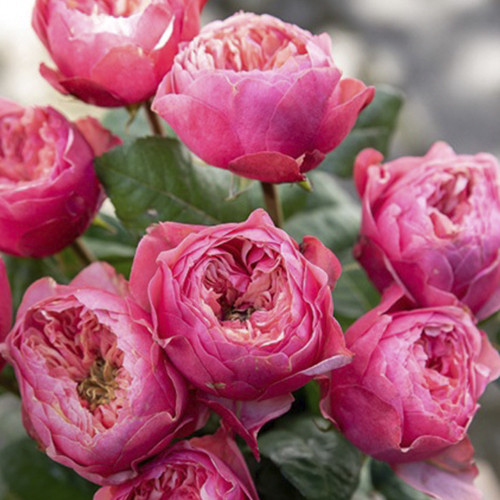 Саджанці троянд Пінк Вувузела (привитий) - 2-річний Чернівці - фото 1