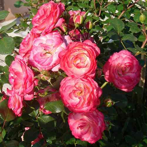 Саджанці троянд Пат Де Велюр (привитий) - 2-річний Чернівці