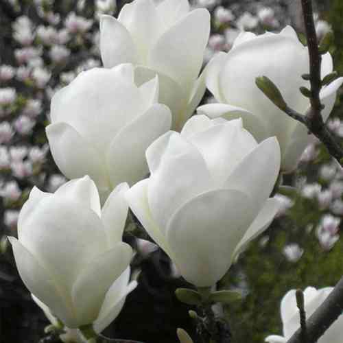 Саженцы магнолии Ленней Альба (черенкованный) - 2-летний Черновцы