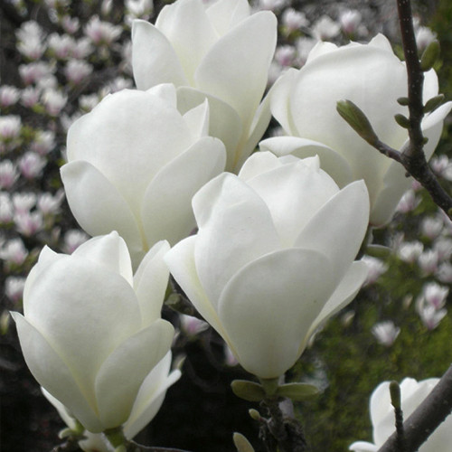 Саженцы магнолии Ленней Альба (черенкованный) - 2-летний Черновцы - изображение 1