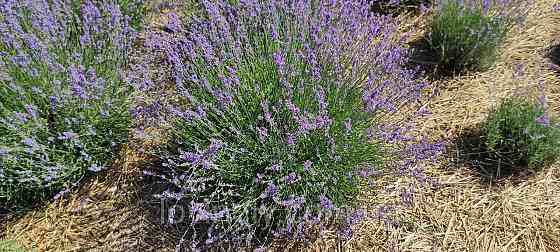 Тритічні саджанці лаванди англійської , свформовані кущі до 40 см Ірпінь