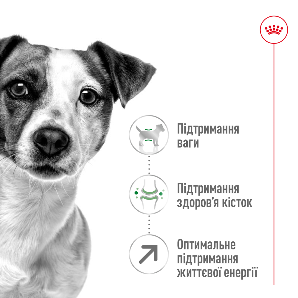 Корм для дорослих собак дрібних порід ROYAL CANIN MINI ADULT 8+(віком від 8 років) 0.8 кг Київ - фото 2