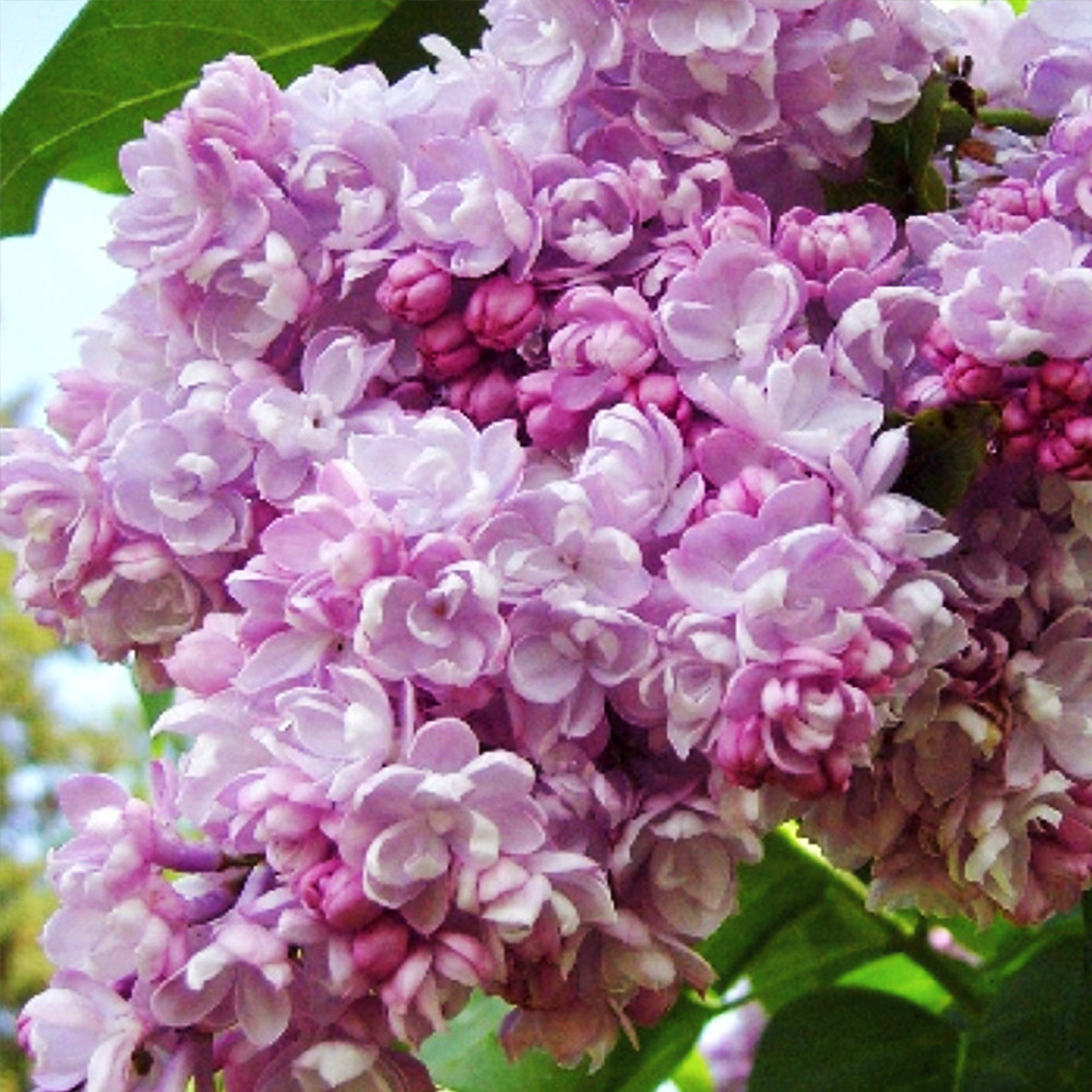 Саженцы сирени Калифорния Роуз (привитый) Черновцы - изображение 1