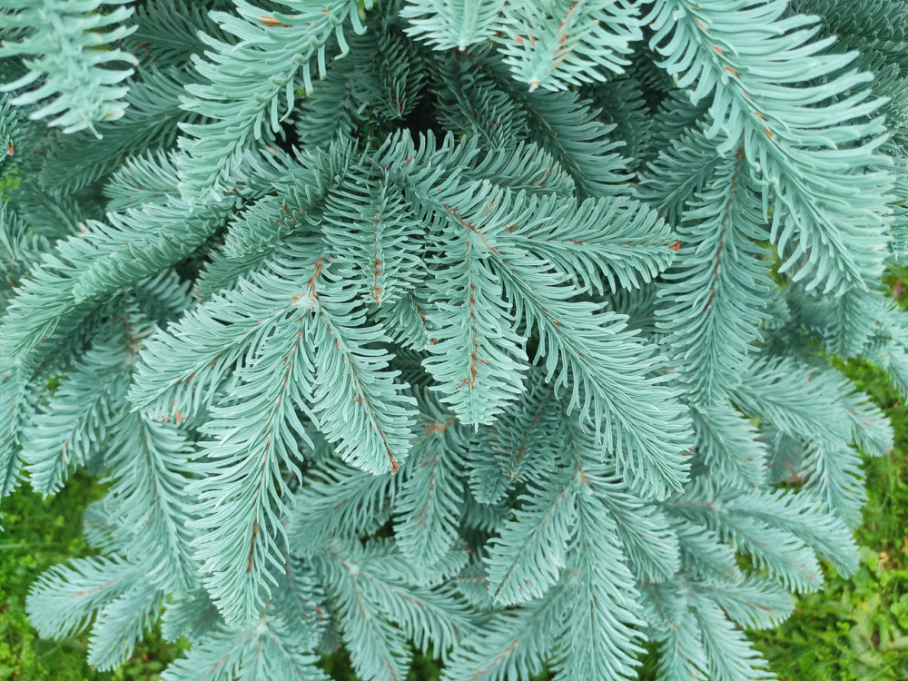 Елка искусственная новогодняя «Литая Канадская» голубая 1.5 / 1.8 / 2.1 / 2.3 / 2.5 м Киев - изображение 5