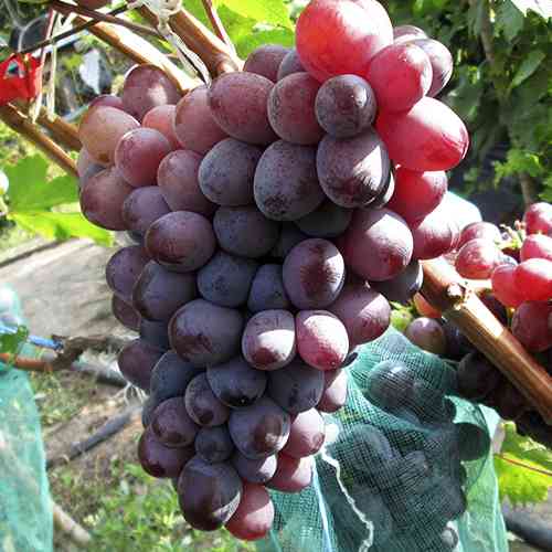 Cаджанці винограду Казка (черенкований) - 1-річний Чернівці