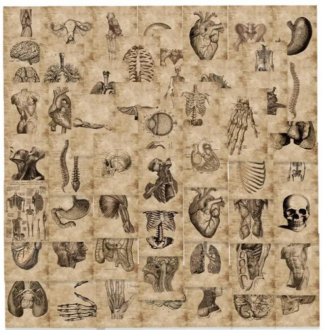 Винтажные анатомические наклейки 