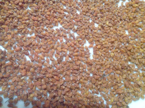 Облепиха (ягода), 100г. MasterSEM Киев - изображение 1