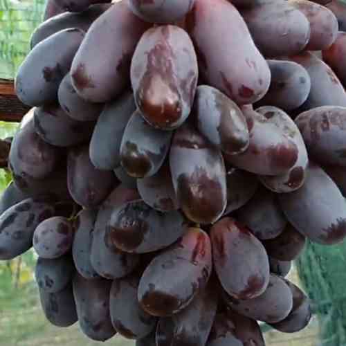 Cаджанці винограду Красава (черенкований) - 2-річний Чернівці