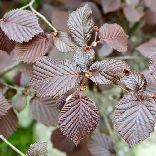 Саженцы фундука Барбакан - 2-летний Черновцы - изображение 1