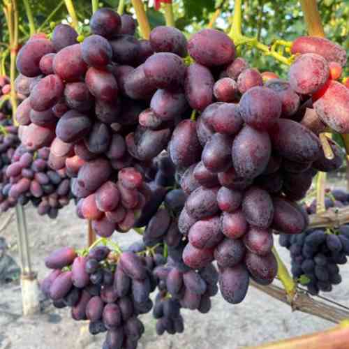 Саженцы винограда Днепровский Квартал (черенкованный) - 1-летний Черновцы