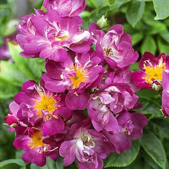 Саженцы роз на штамбе Вейченблау (привитый) Черновцы