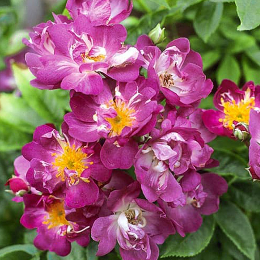 Саженцы роз на штамбе Вейченблау (привитый) Черновцы - изображение 3