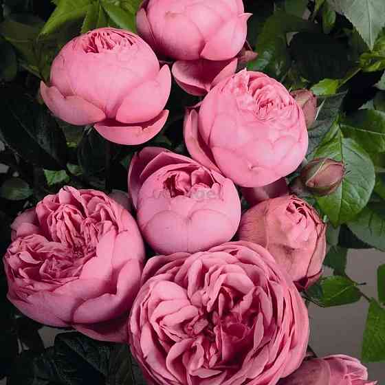 Саженцы английских пионовидных роз Хеппи Пиано (привитый) Черновцы