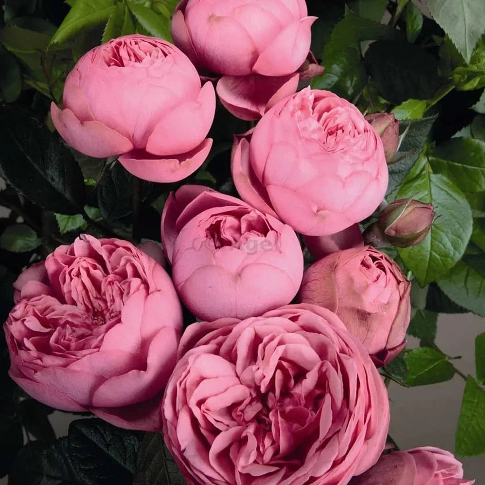 Саженцы английских пионовидных роз Хеппи Пиано (привитый) Черновцы - изображение 3