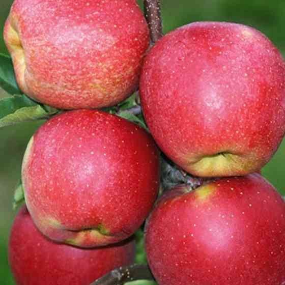 Саджанці яблуні Чемпіон Арно (привитий) - 1-річний Чернівці