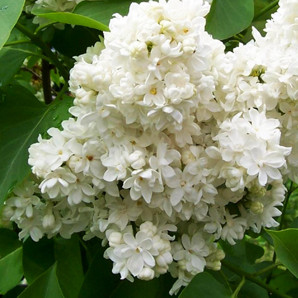 Саженцы сирени Монблан (привитый) Черновцы - изображение 2